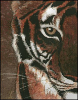 (image for) Tiger Eye